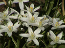 Zephyranthes Candida