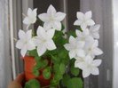 campanula white