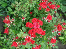 DSC09604