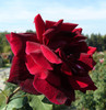 P1590993