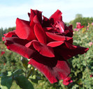 P1590994