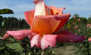 P1590995