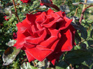 P1590999