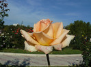 P1590972