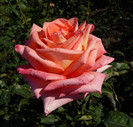 P1590959
