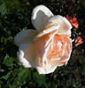 P1590974