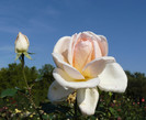 P1590980
