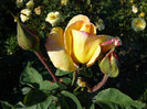 P1590986