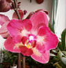 Phalaenopsis DIAMOND KING peloric