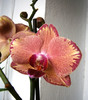Phalaenopsis Pirate Picotee