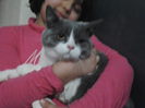 British Shorthair ORY