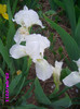11 iris pumila alb  indisponibil