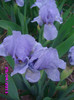 12 iris pumila bleu indisponibil