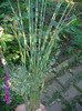 iarba decorativa 3 roni radacina