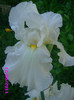 iris germanica alb