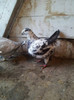 85655145_MWPULSS