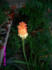 kniphophia