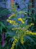 solidago 2,5 roni/radacina