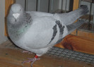 DSCF4992