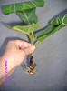 ficus lyrata  indisponibil