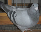 DSCF5221