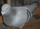 DSCF5223