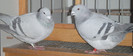 DSCF5266