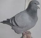 DSCF5347