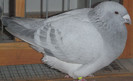 DSCF5385