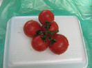 cherry dar nu brown