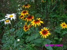 rudbeckia 4 roni radacina