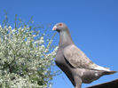VANDUTA