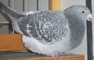 DSCF5048