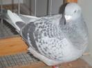 DSCF5264