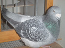 DSCF5306
