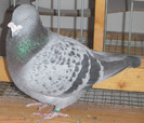 DSCF5337