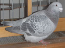 DSCF5356