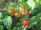 Cherry pigmeu