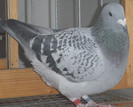 DSCF5409