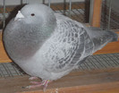 DSCF5416
