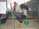 SDC11541