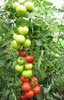 Tomate hibrid bulgaresc PaulinaF1