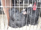 SDC11532