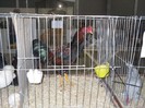 SDC11529