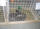 SDC11525
