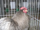 SDC11578