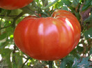 Tomate BG Fantasy,f mari si gustoase