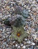 Huernia kennediana