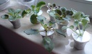 DSC00184