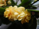 Yellow Kalanchoe (2013, January 27)